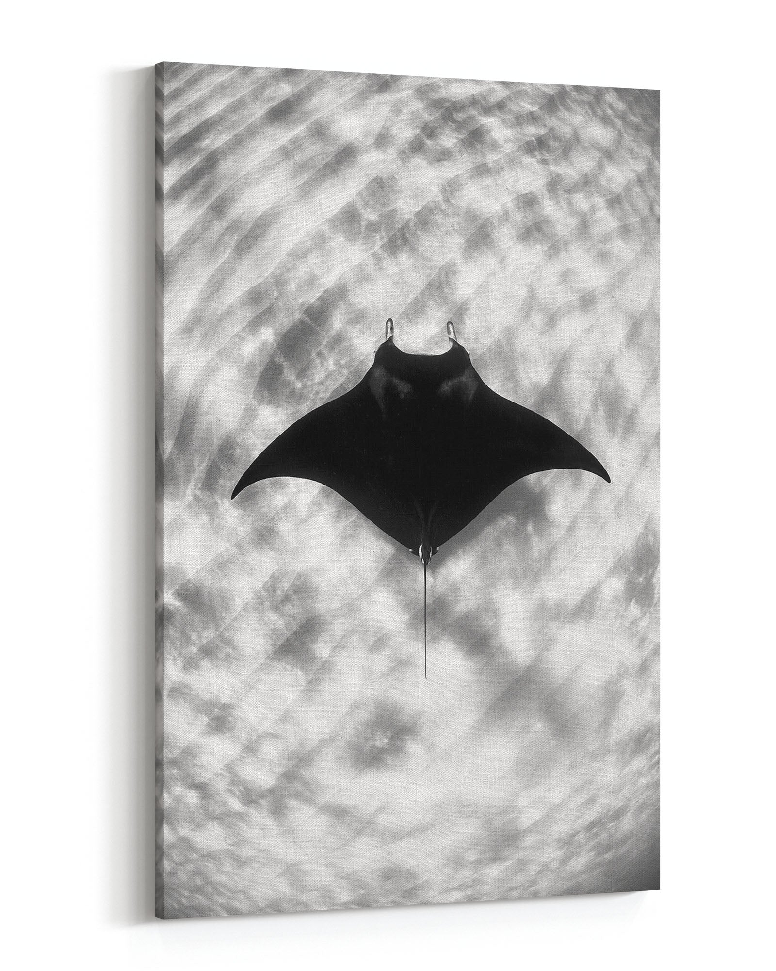 Manta Ray Vertical Monochrome | Ningaloo Reef