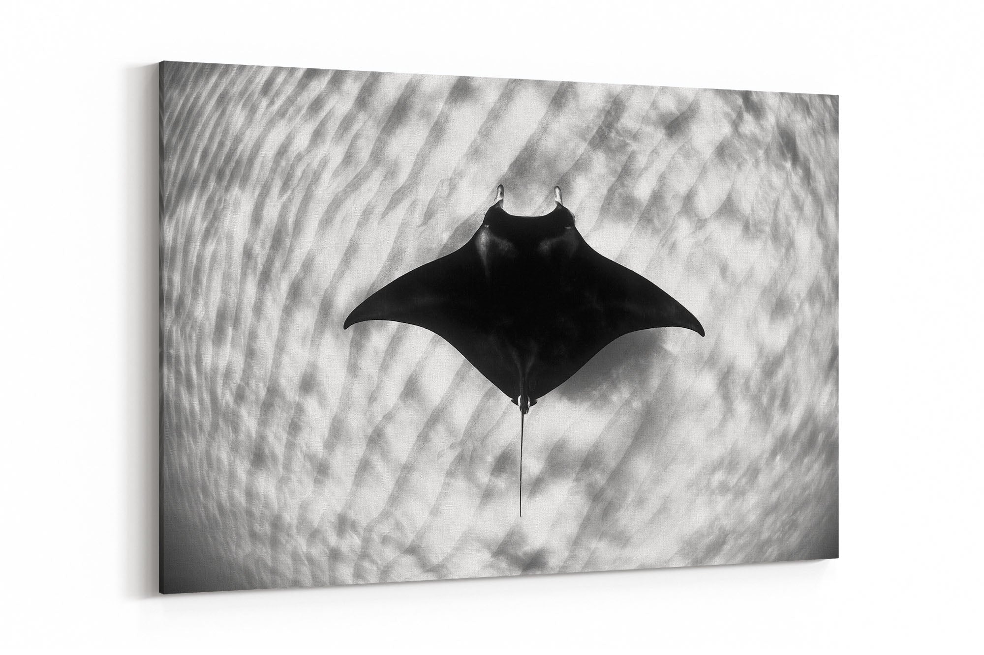 Manta Ray Coral Bay Ningaloo Reef | Monochrome