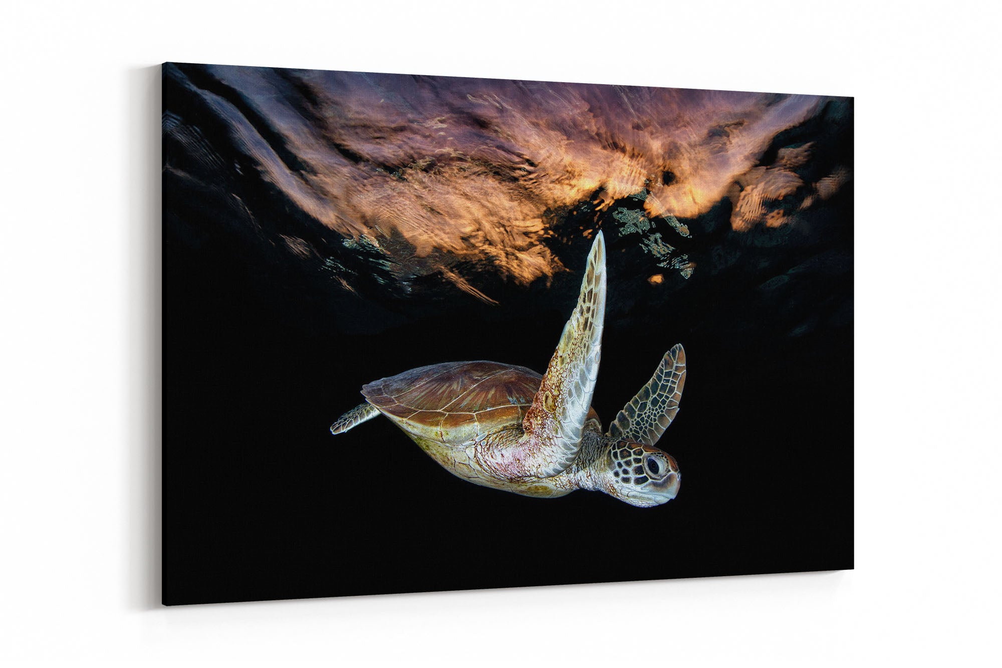 Turtle Sunset Tranquility | Great Barrier Reef