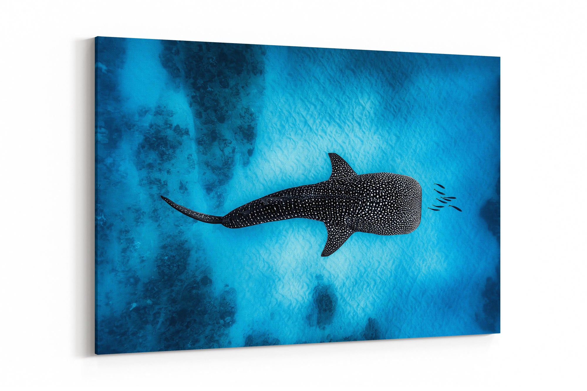 Landscape Whale Shark Dreams Ningaloo Reef