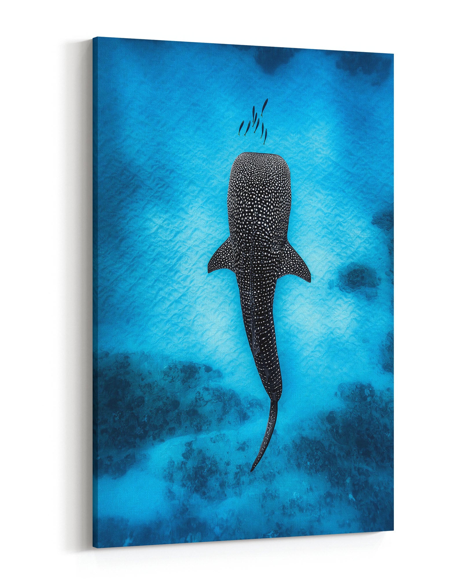 Whale Shark Dreams | Ningaloo Reef