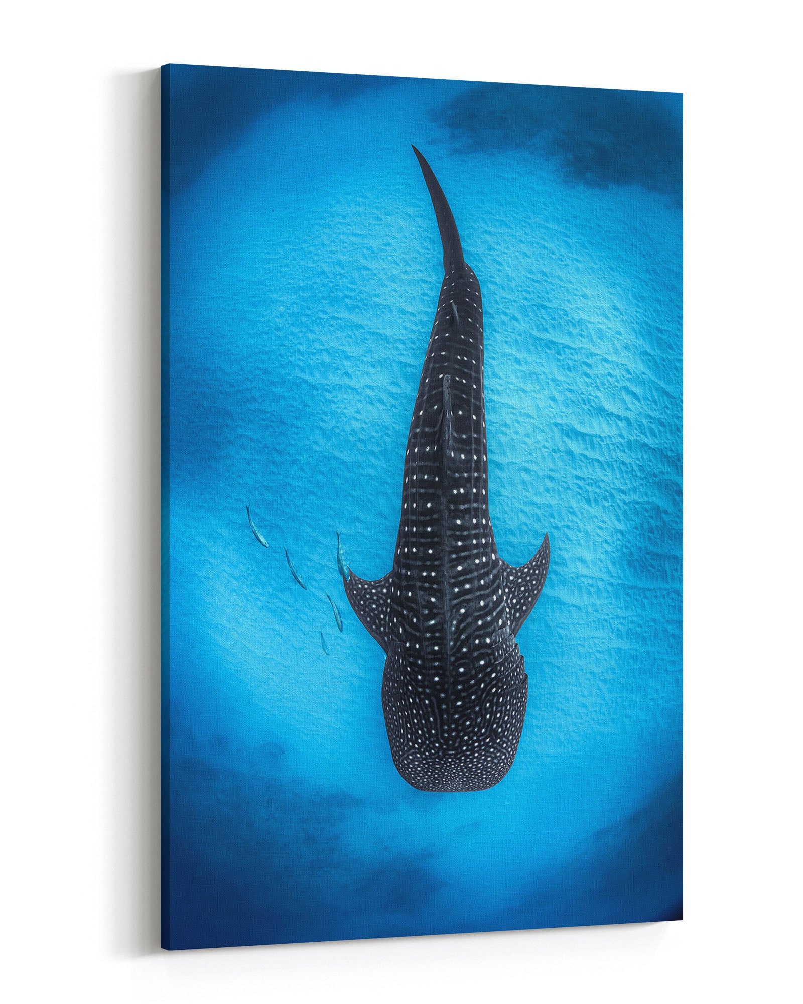 Ningaloo Reef Gentle Giants | Vertical
