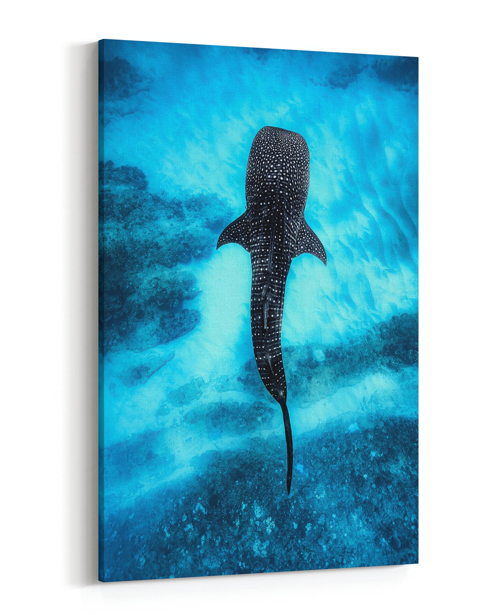 Whale Shark Over The Reef | Ningaloo Reef