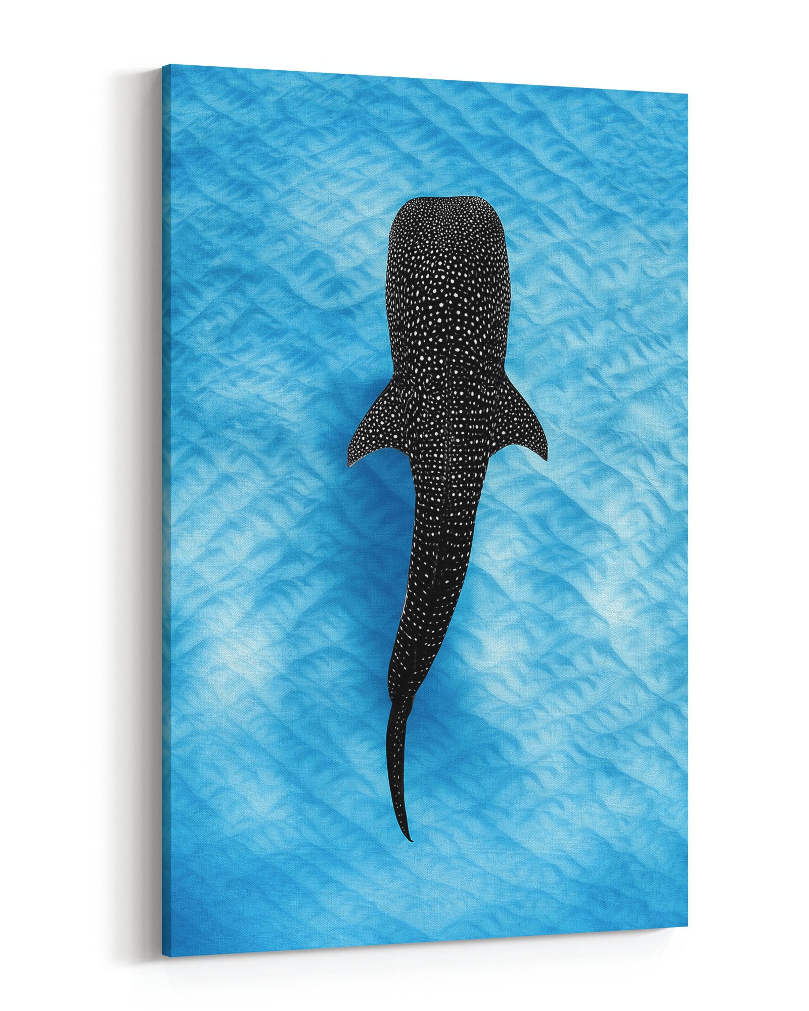 Whale Shark Blues | Ningaloo Reef