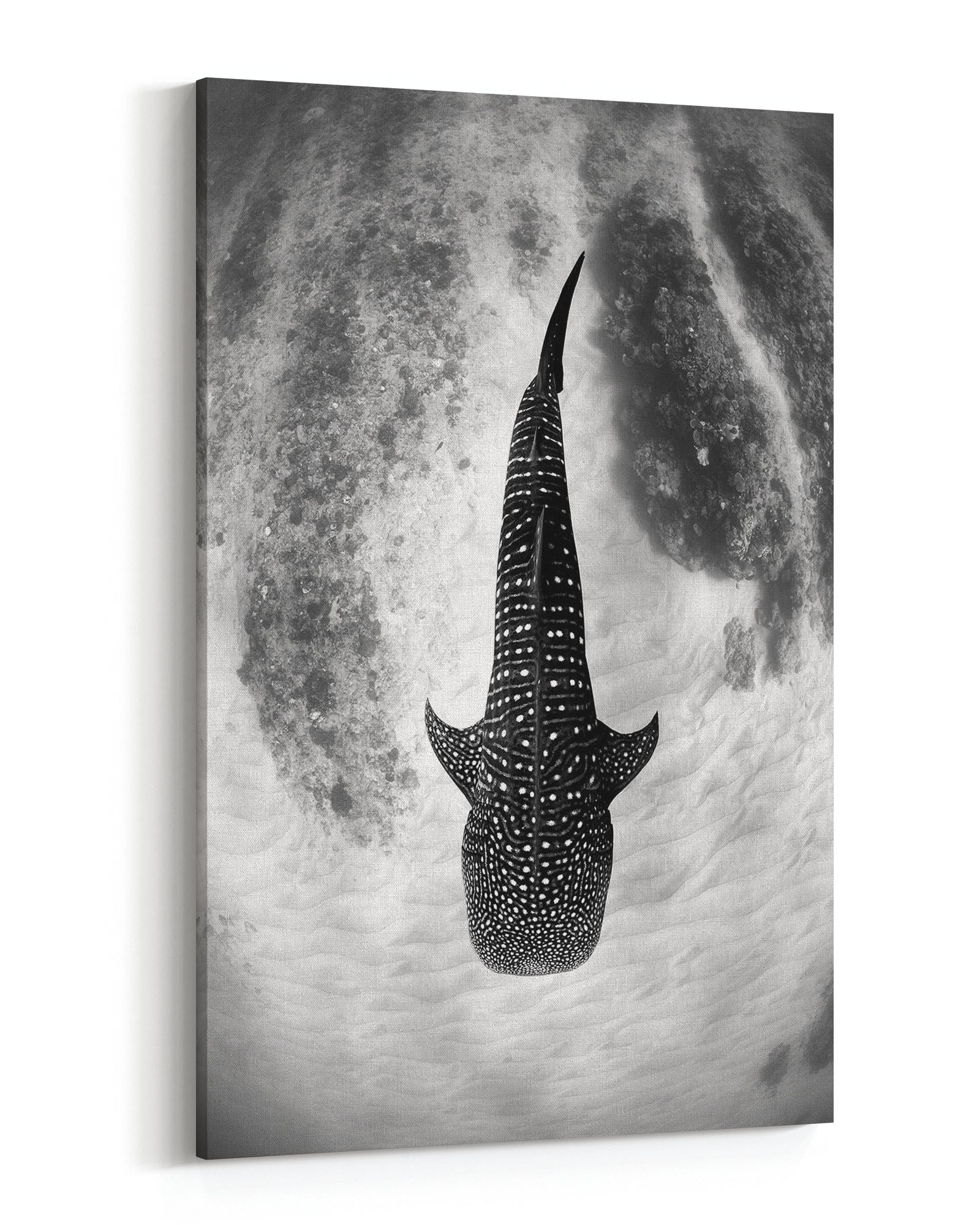 Whale Shark Glide Monochrome | Ningaloo Reef