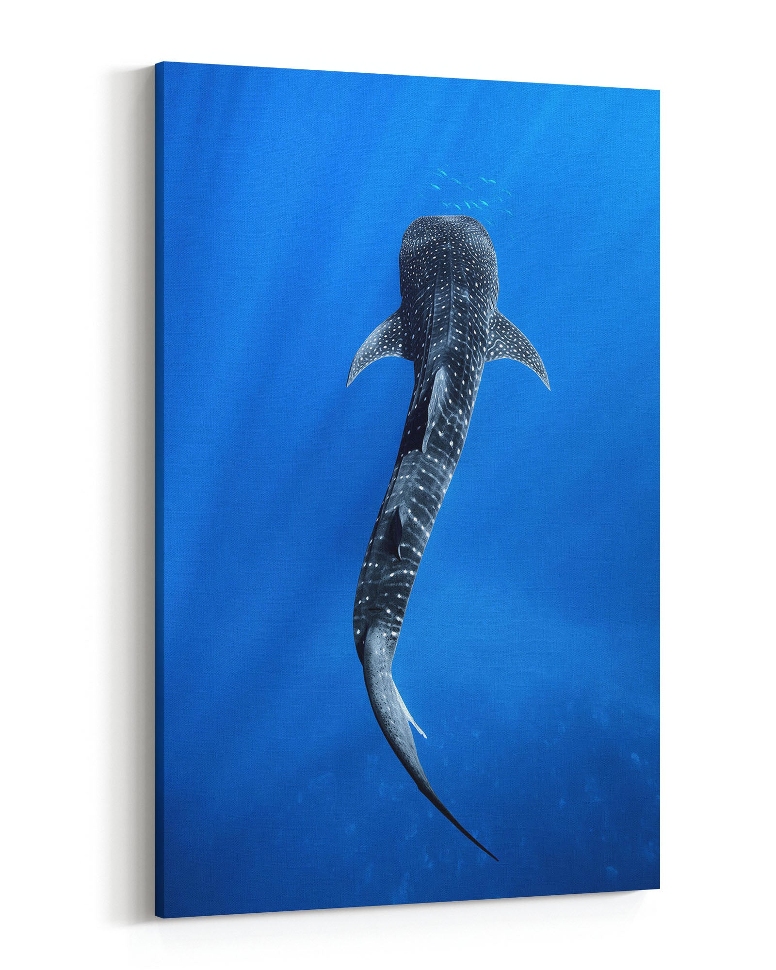 Into The Blue Whale Shark | Ningaloo Reef