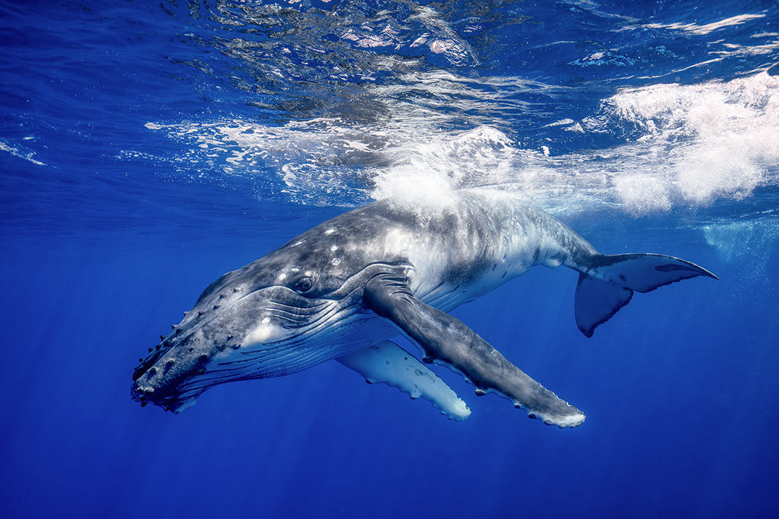 Curious Humpback Whale Calf