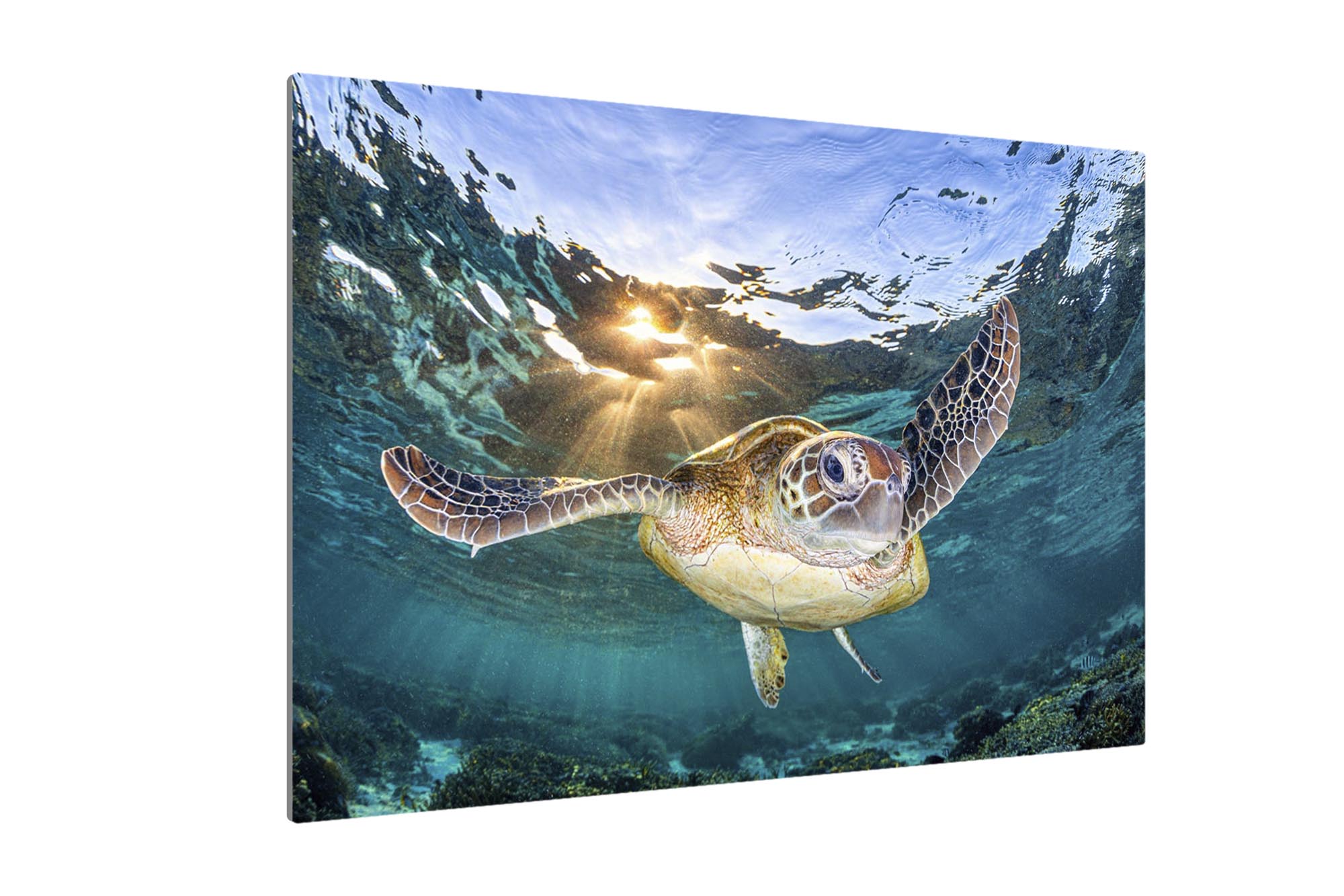 Golden Light Turtle | Great Barrier Reef