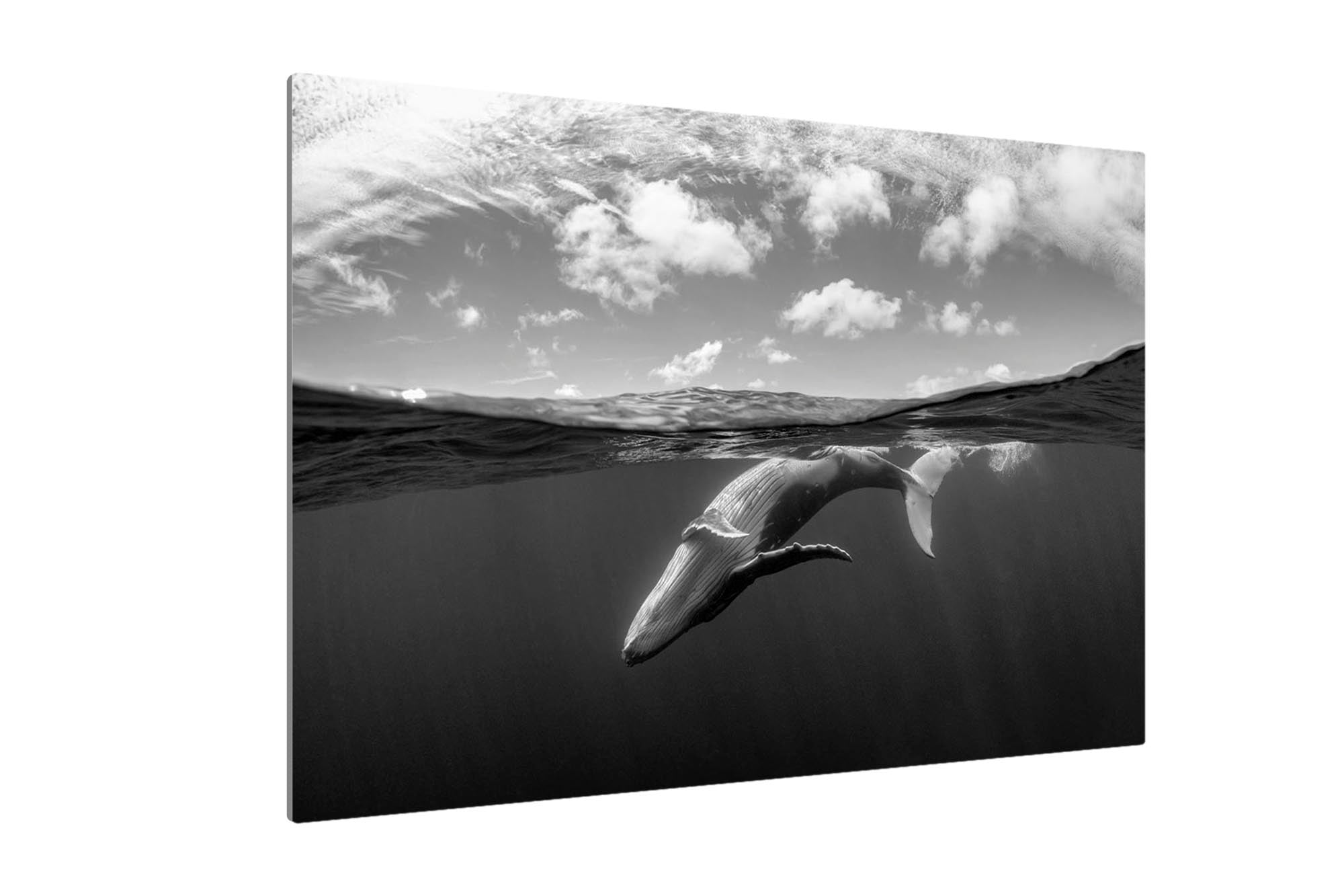 Over Under Whale Monochrome