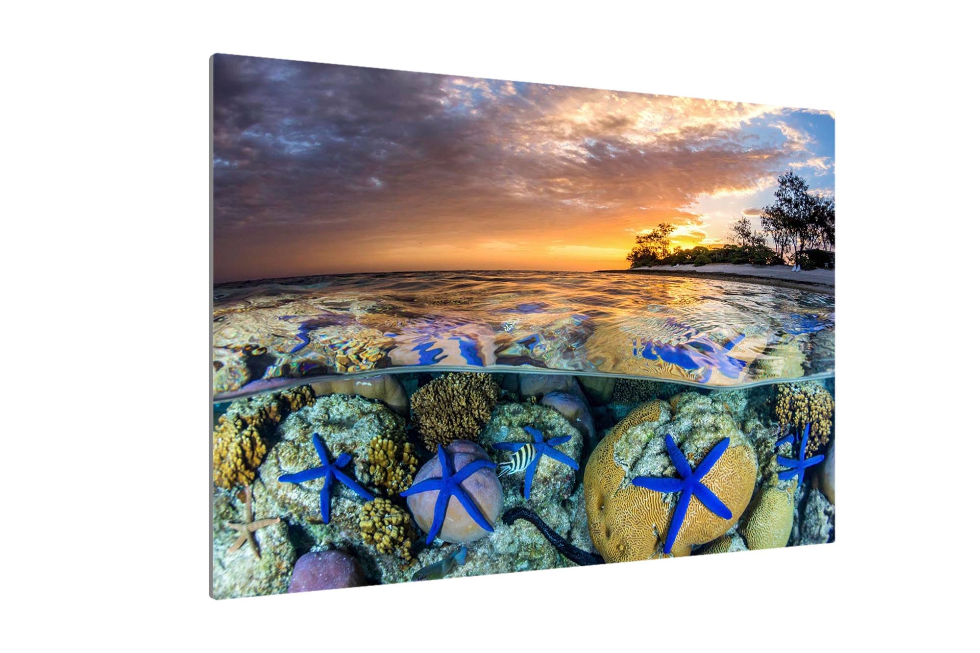 Sea Star Sunset | Great Barrier Reef