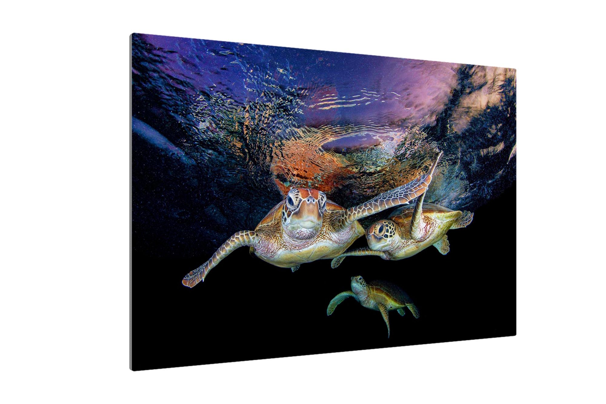 Turtle Trio | Great Barrier Reef