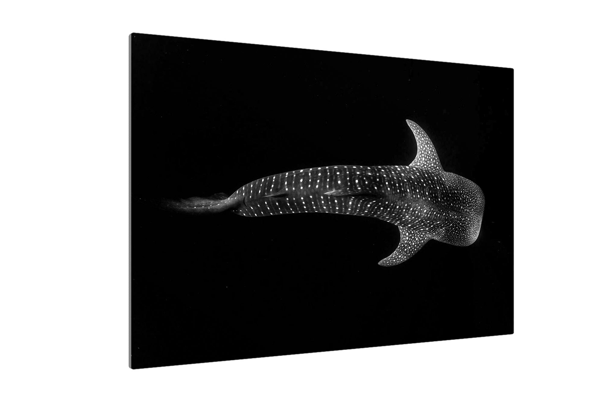 Whale Shark | Monochrome