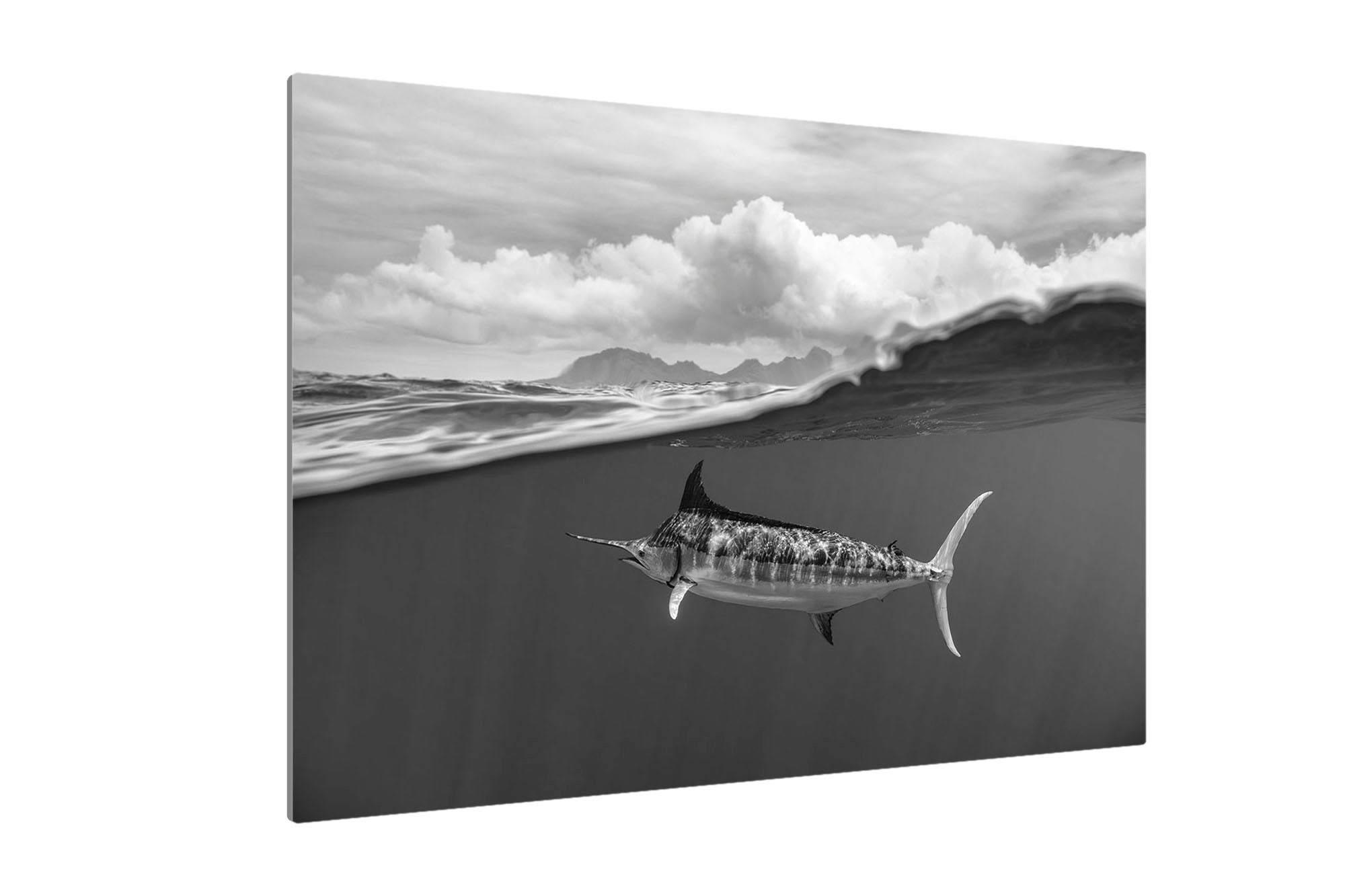 Blue Marlin Monochrome