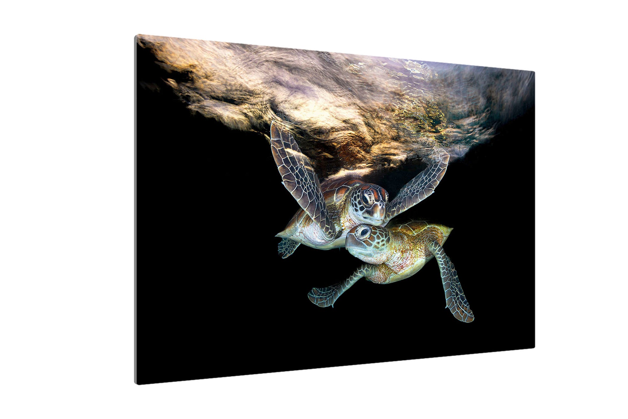 Double Trouble | Great Barrier Reef