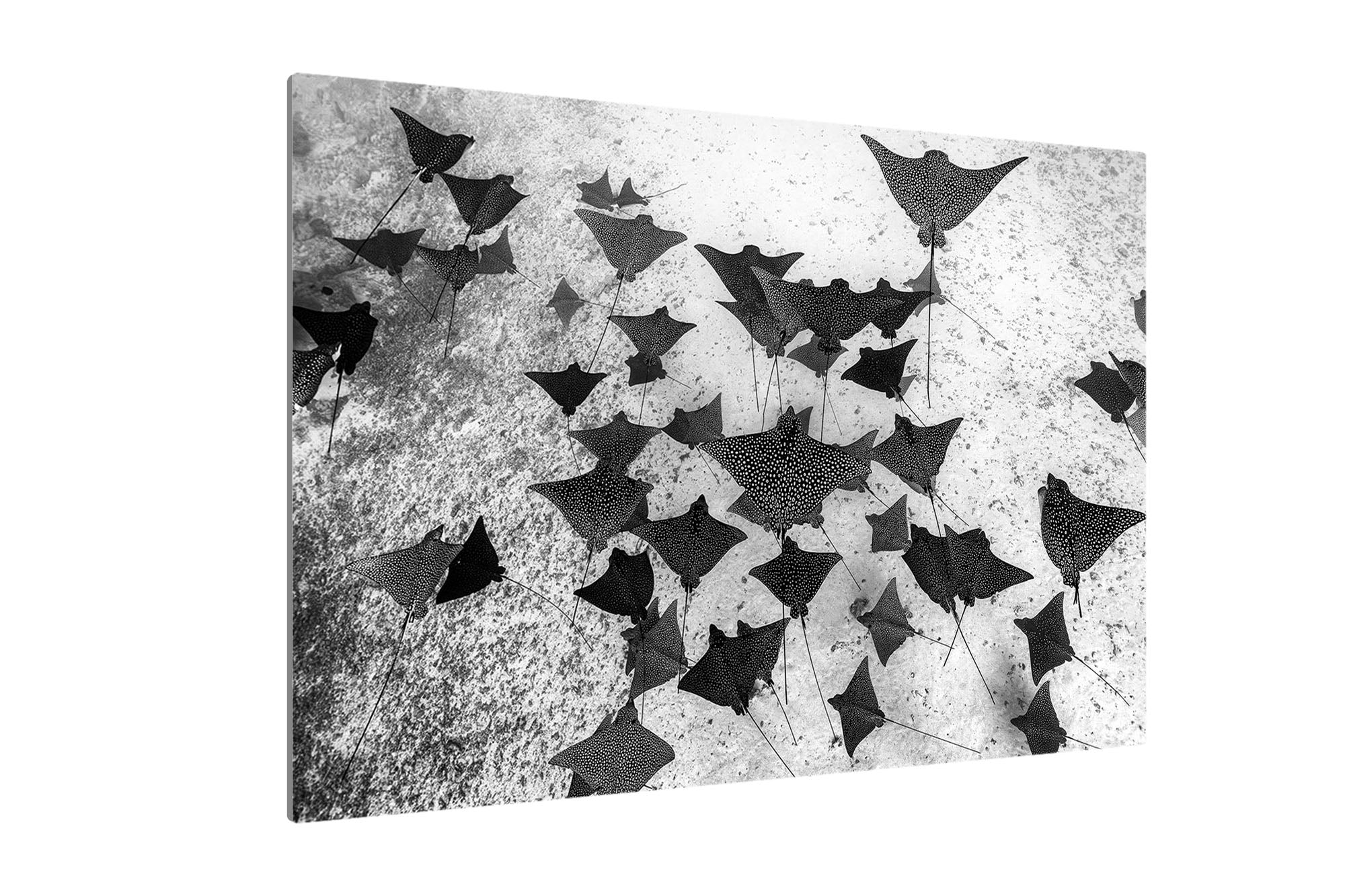 Spotted Eagle Ray Fever Monochrome