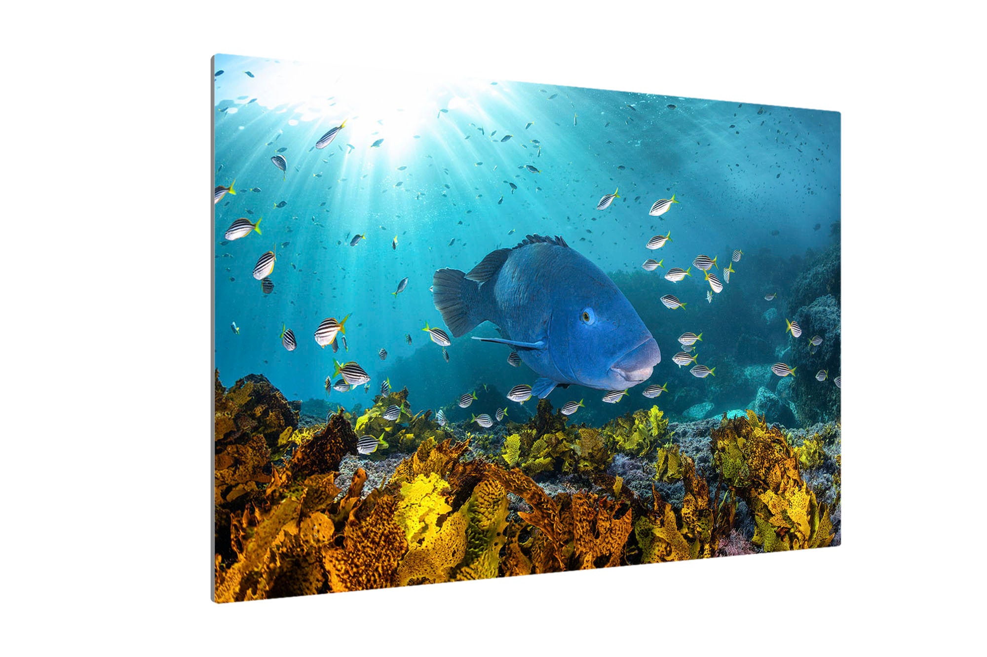 Blue Groper | Great Southern Reef | Jervis Bay