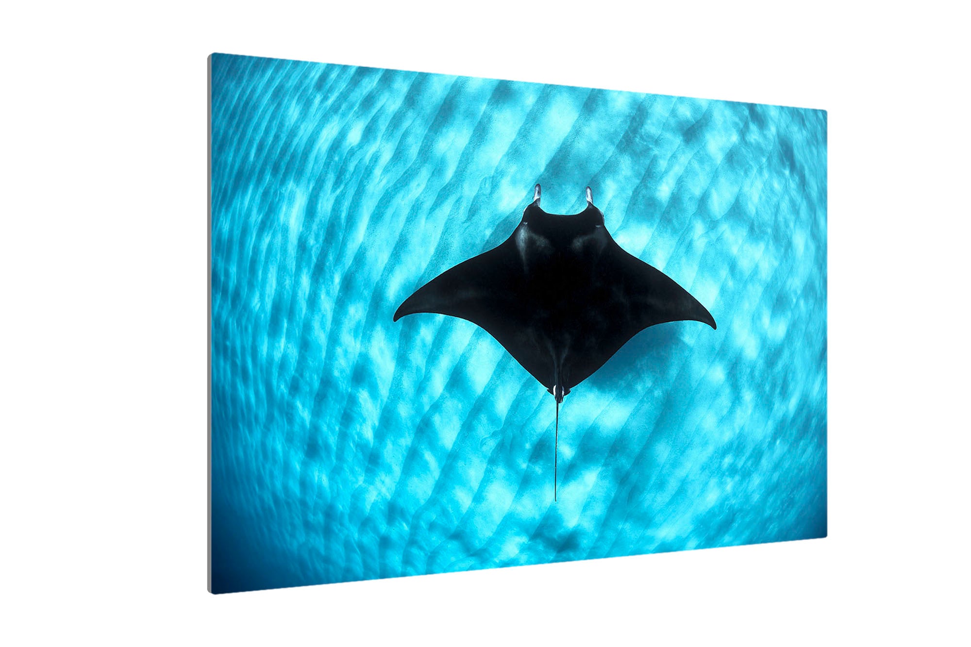 Manta Ray Coral Bay | Ningaloo Reef