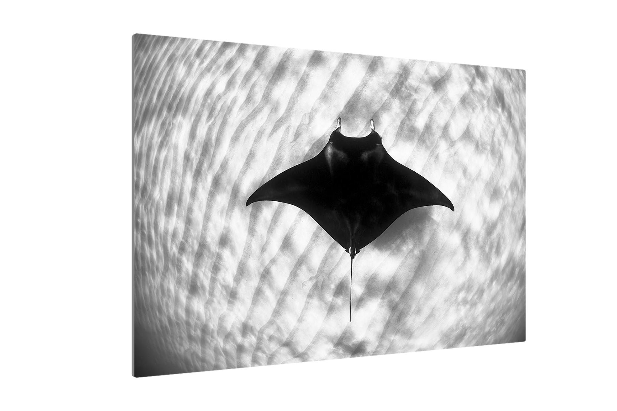 Manta Ray Coral Bay Ningaloo Reef | Monochrome