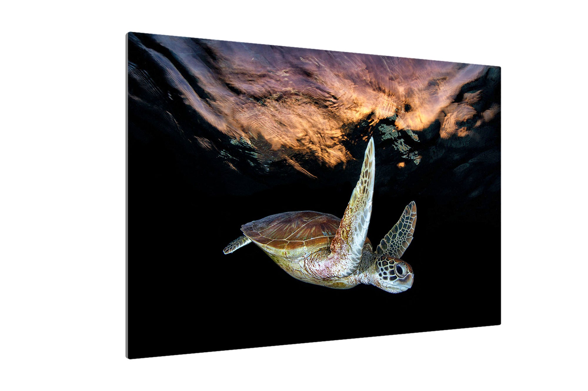 Turtle Sunset Tranquility | Great Barrier Reef