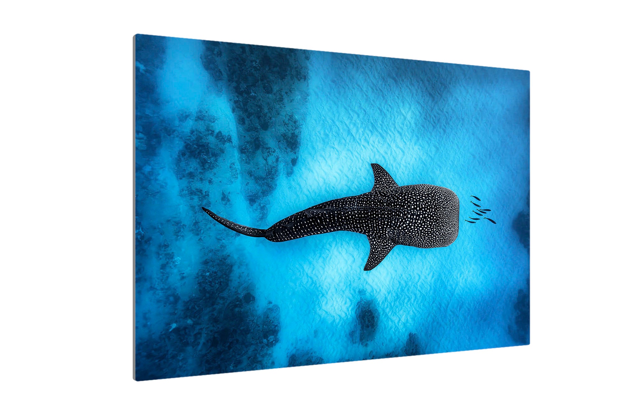 Landscape Whale Shark Dreams Ningaloo Reef