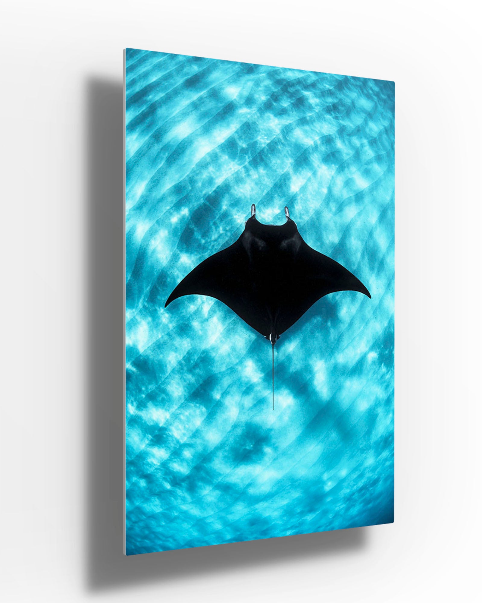 Manta Ray Vertical | Coral Bay Ningaloo Reef