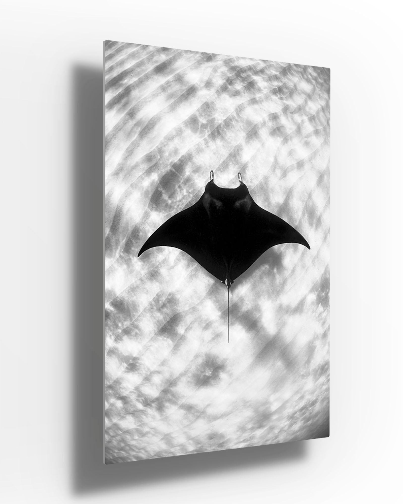 Manta Ray Vertical Monochrome | Ningaloo Reef