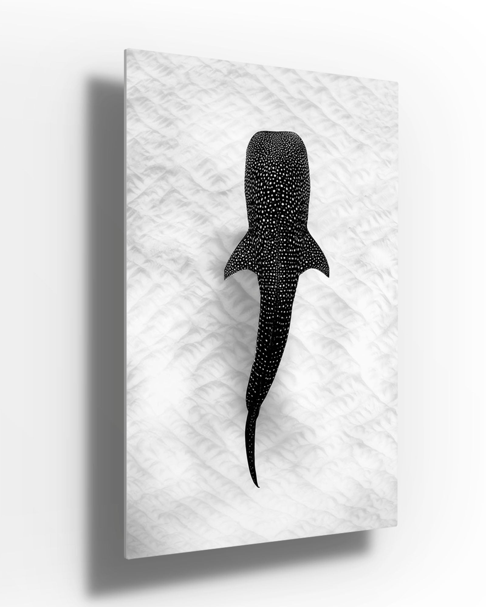 Whale Shark on the Sand Ningaloo Reef | Monochrome