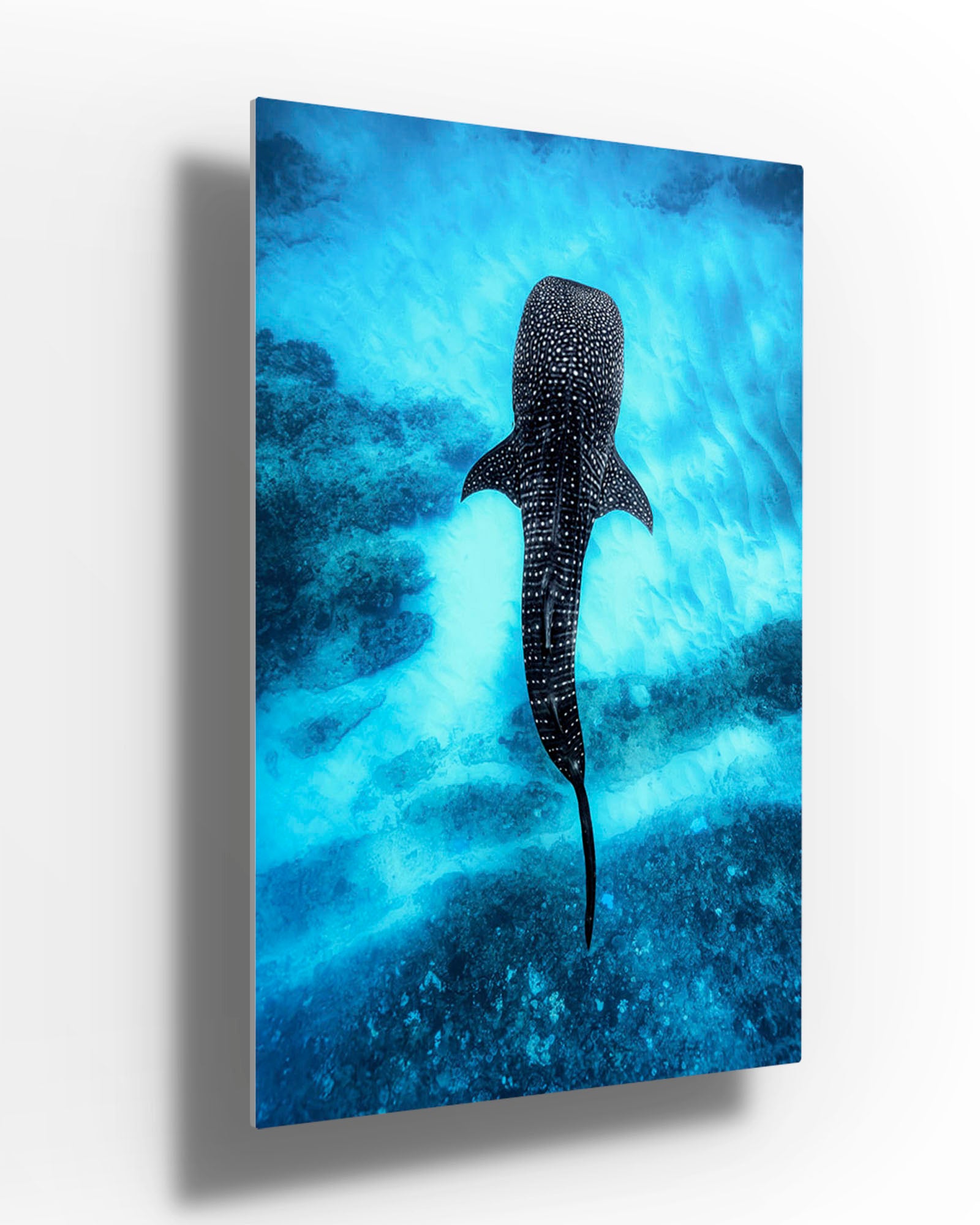 Whale Shark Over The Reef | Ningaloo Reef