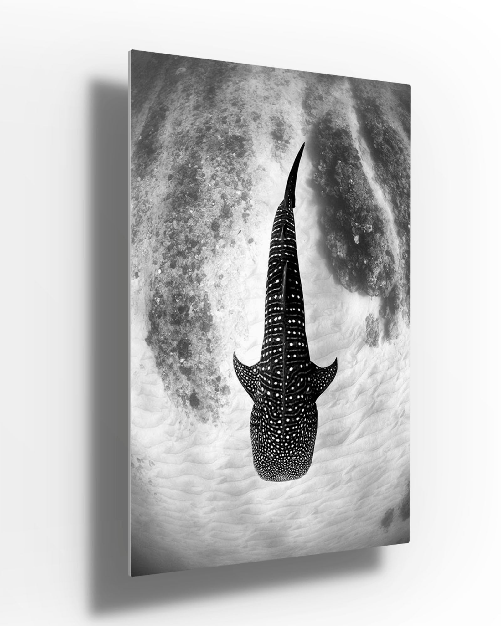 Whale Shark Glide Monochrome | Ningaloo Reef