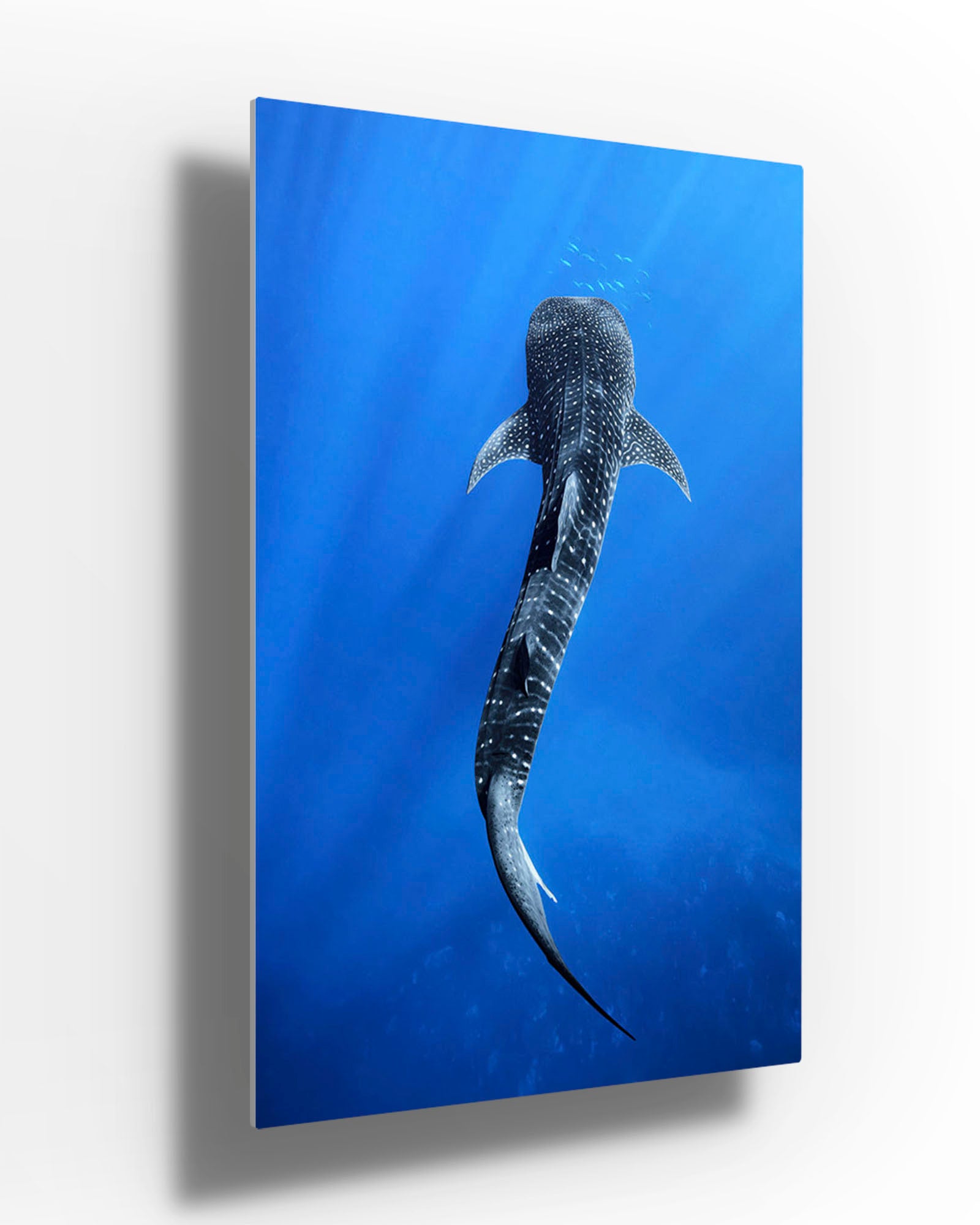 Into The Blue Whale Shark | Ningaloo Reef