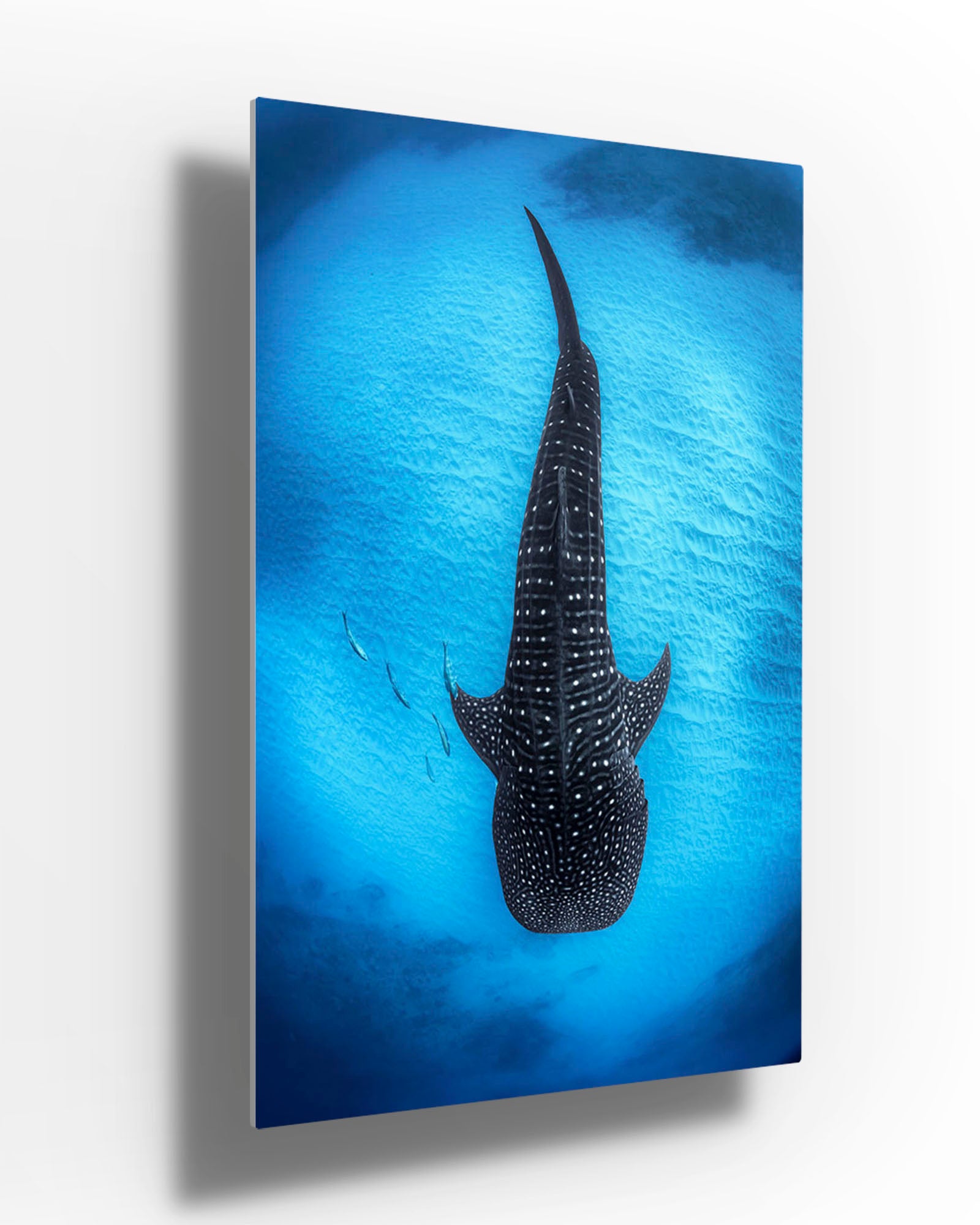 Ningaloo Reef Gentle Giants | Vertical