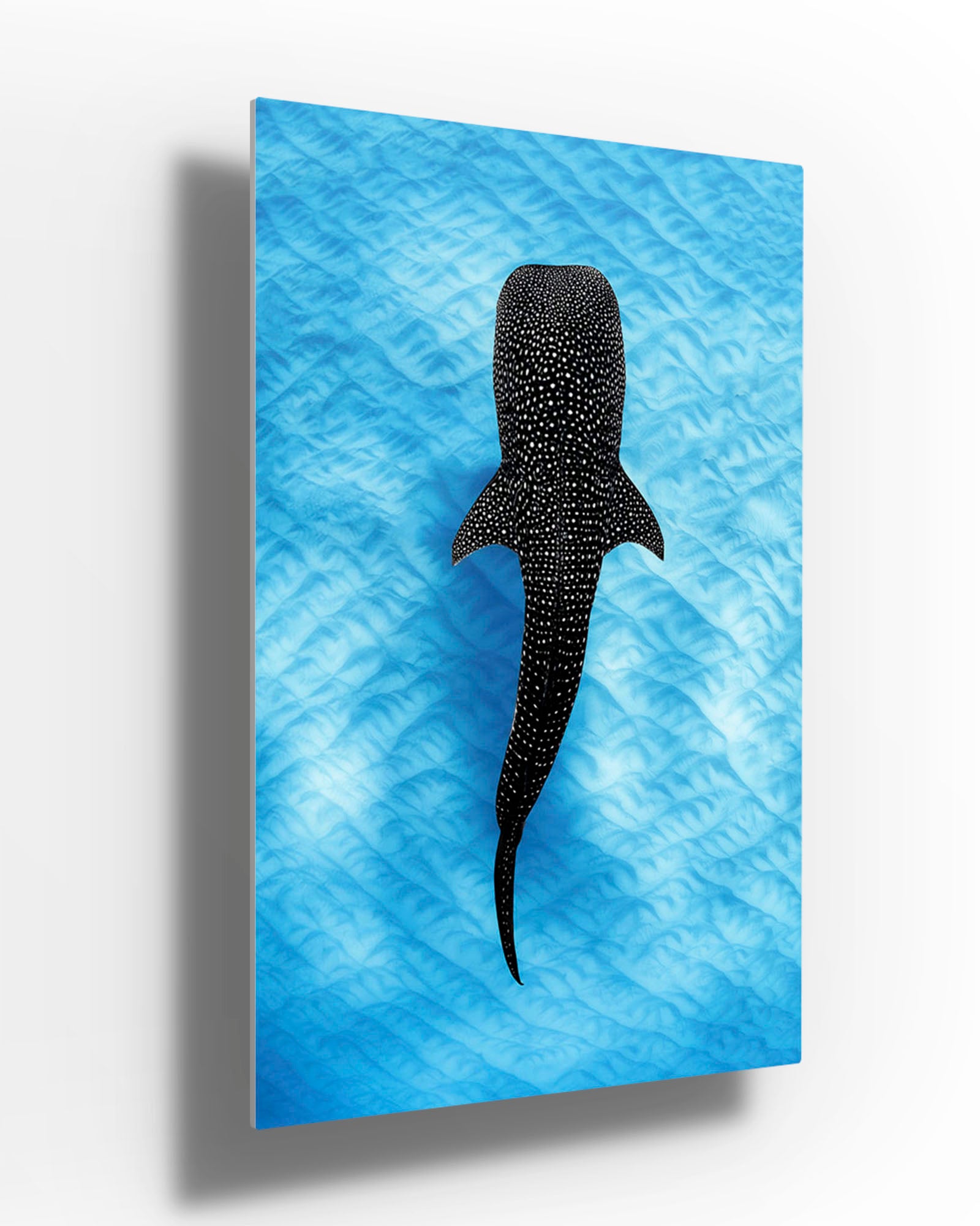 Whale Shark Blues | Ningaloo Reef