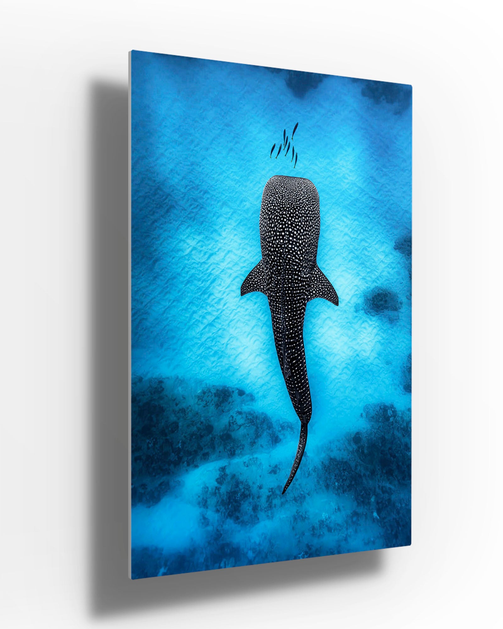 Whale Shark Dreams | Ningaloo Reef