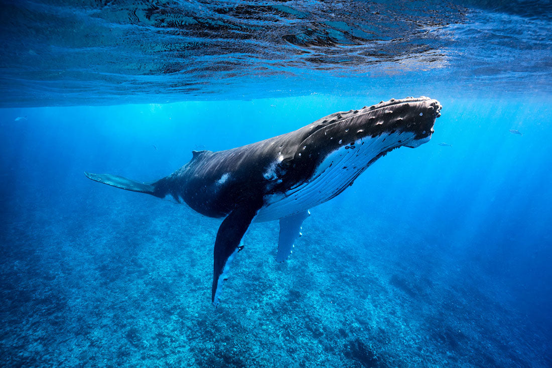 Humpback Whale French Polynesia