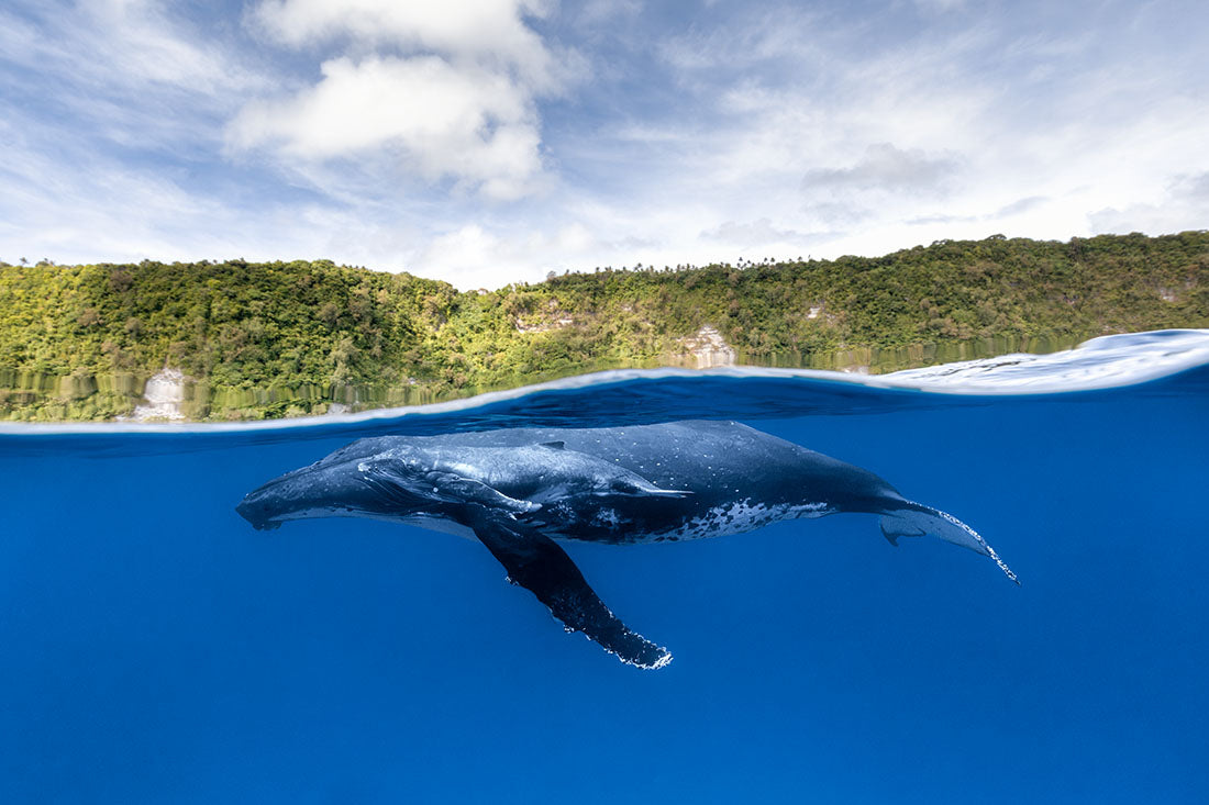 Humpback Whales | Between Two Worlds