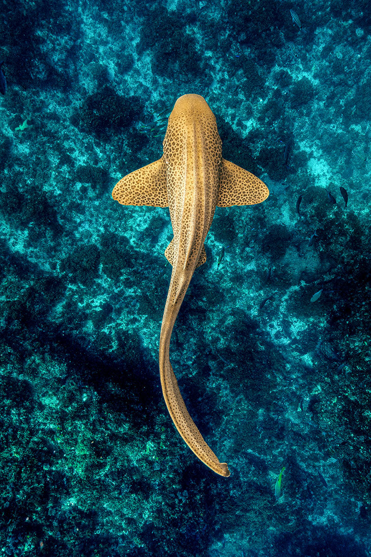 Leopard Shark Reef Vertical