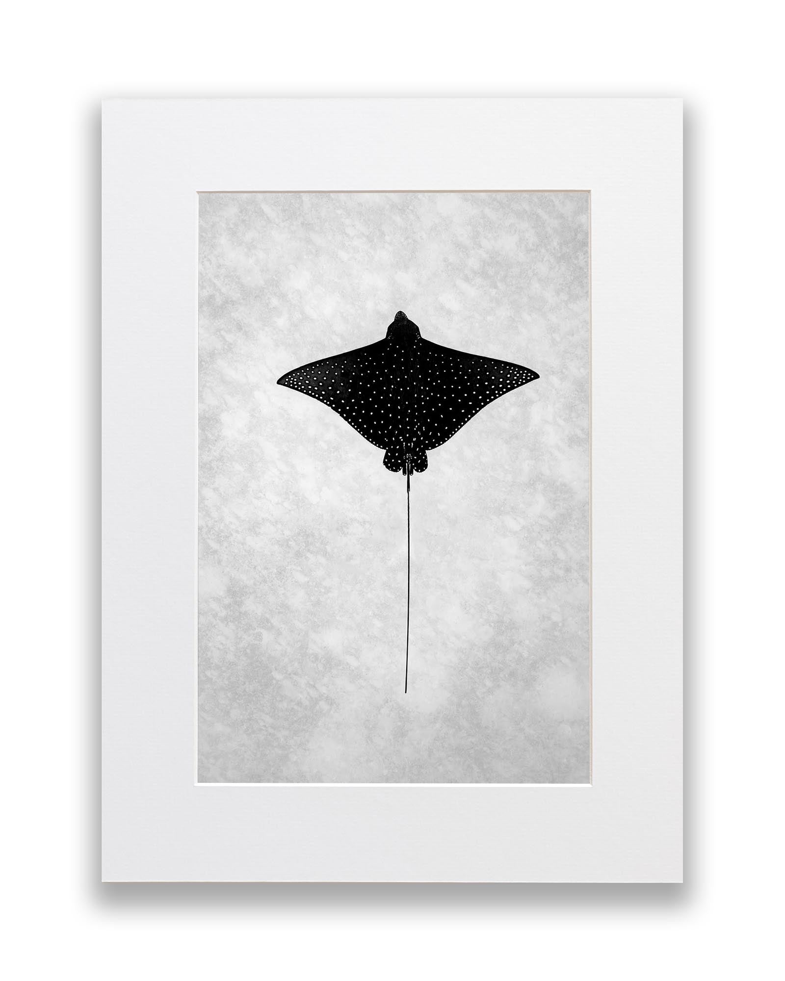 Eagle Ray Great Barrier Reef Monochrome