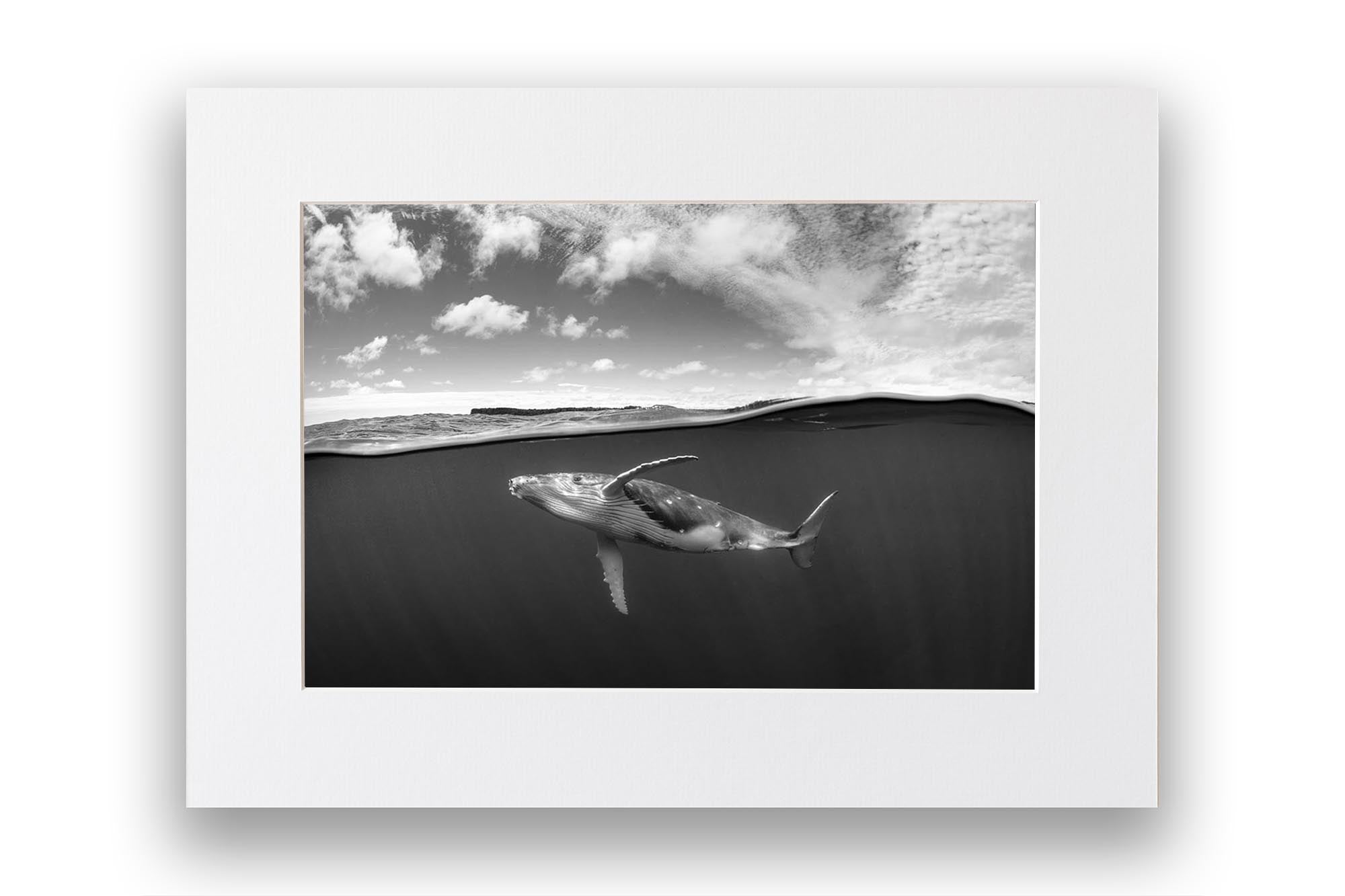 Above & Below Humpback Whale Monochrome