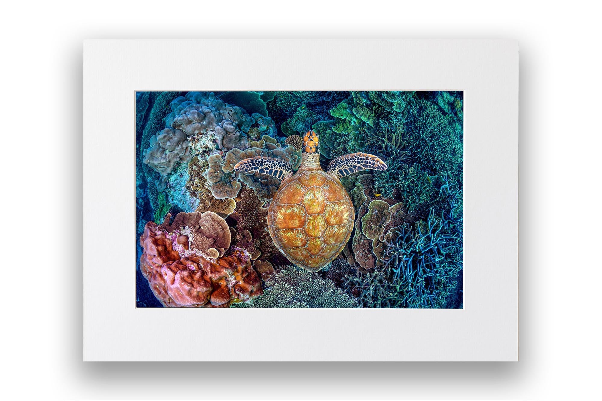 Colours of The Reef | Great Barrier Reef