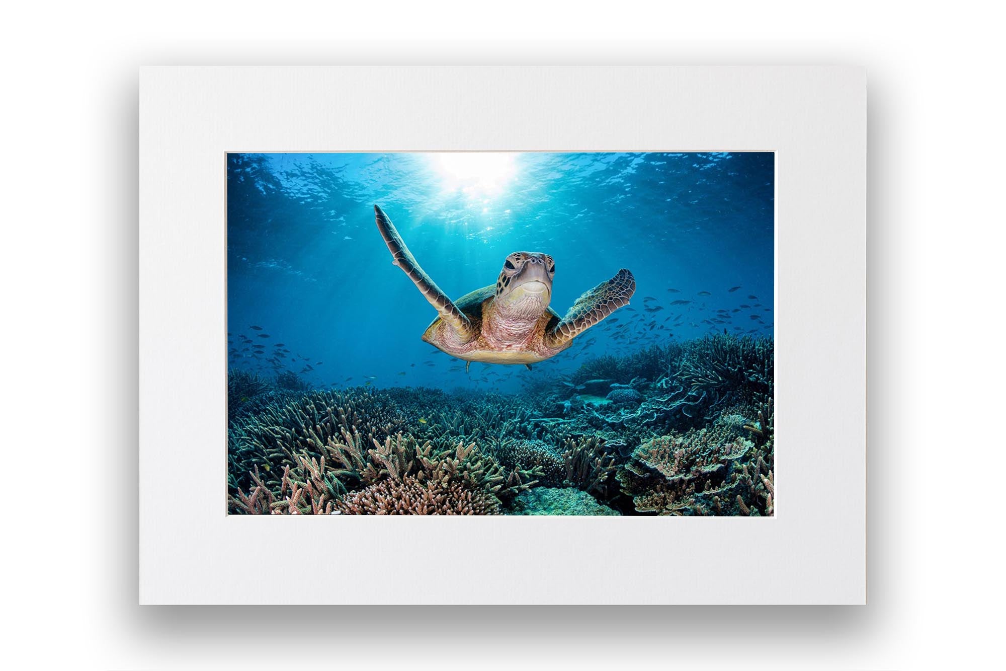 Fly Like Me | Great Barrier Reef