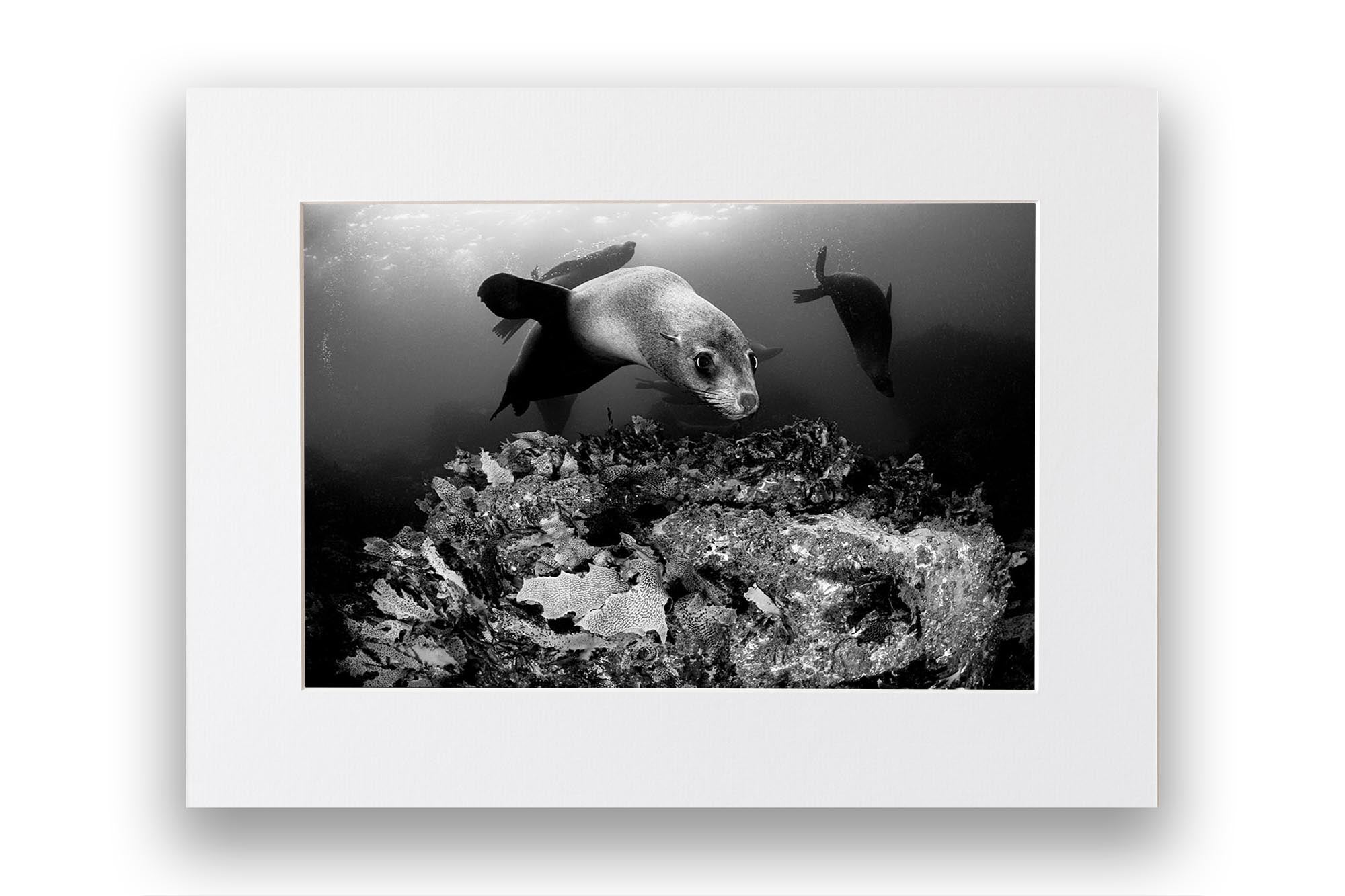 Friendly Fur Seals | Monochrome