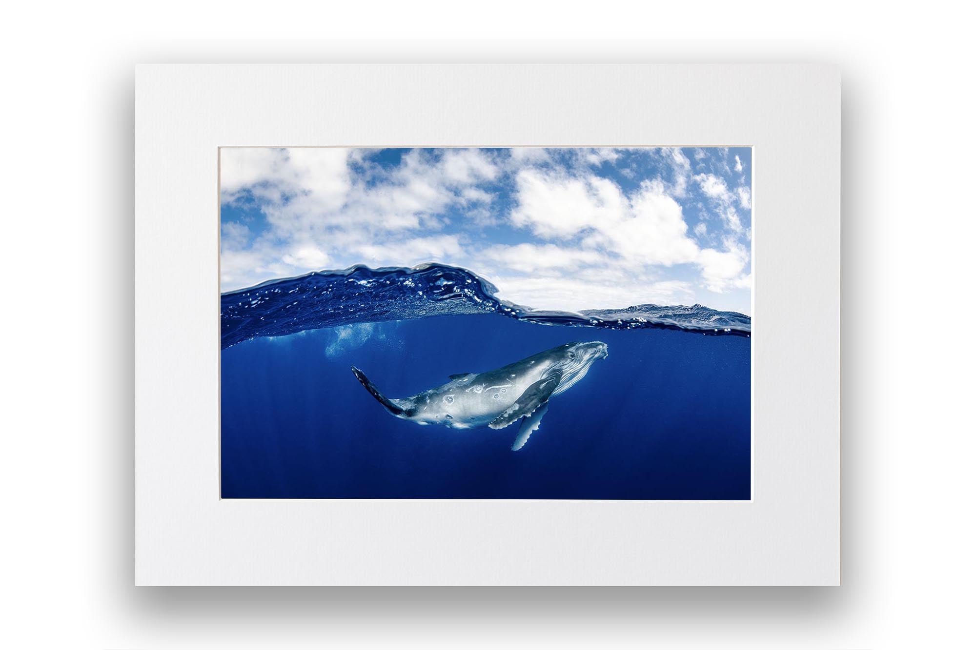 Humpback Whale Beneath The Clouds