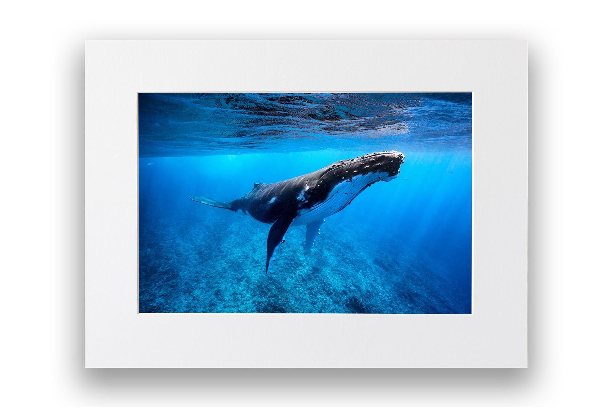 Humpback Whale French Polynesia