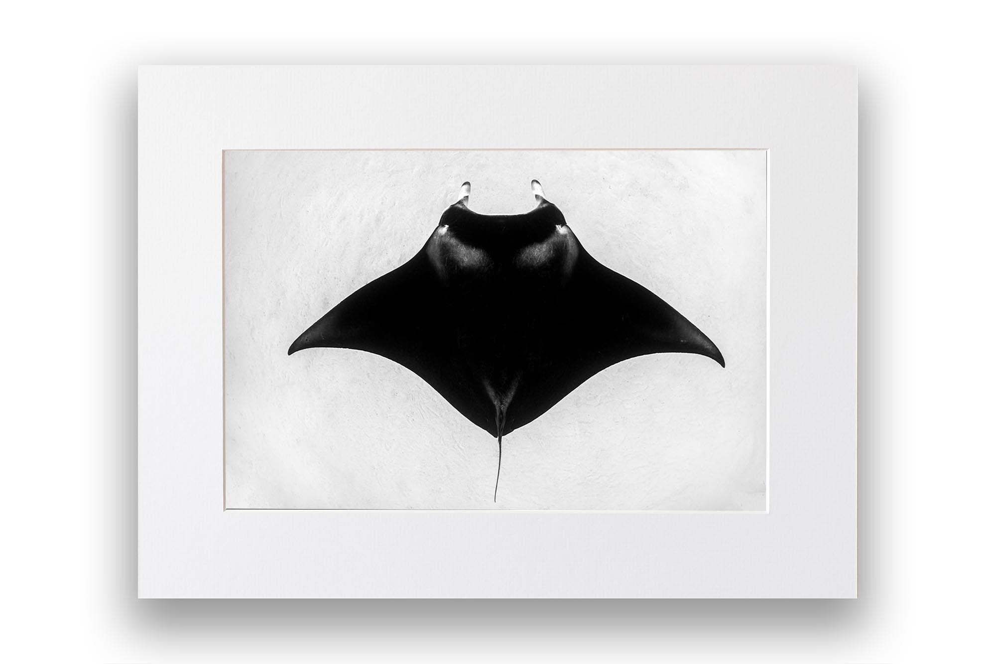 Manta Ray Symmetry | Monochrome