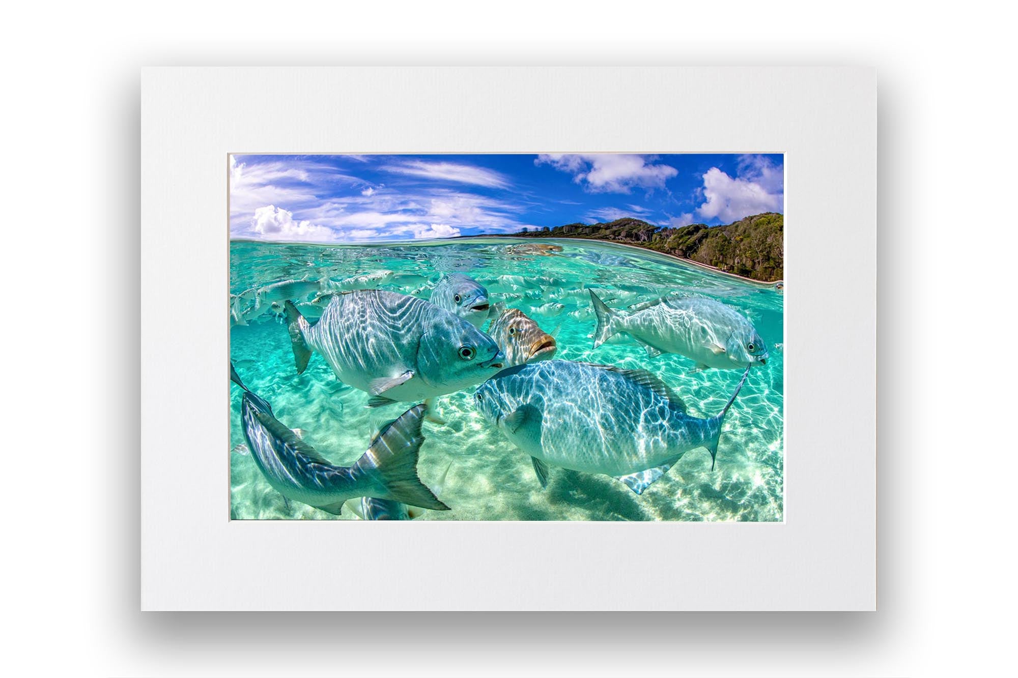 Neds Beach Friendly Fish | Lord Howe Island
