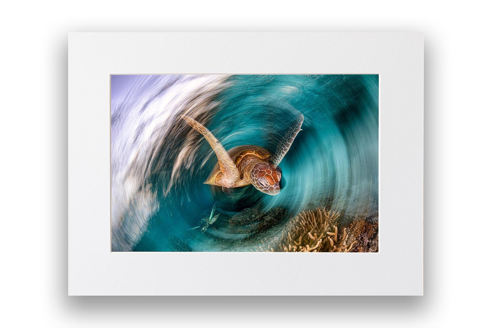 The Turtle Vortex | Great Barrier Reef