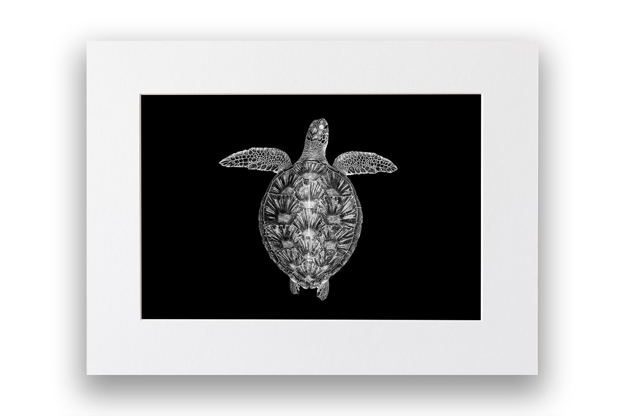 Turtle Shell Perfection | Monochrome