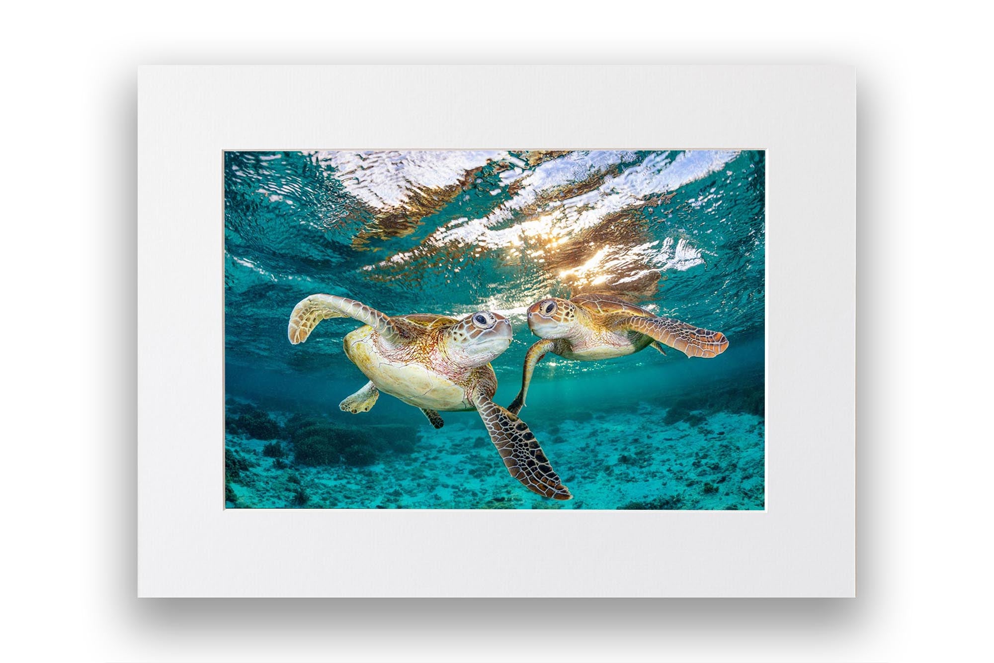 Twin Turtles | Great Barrier Reef