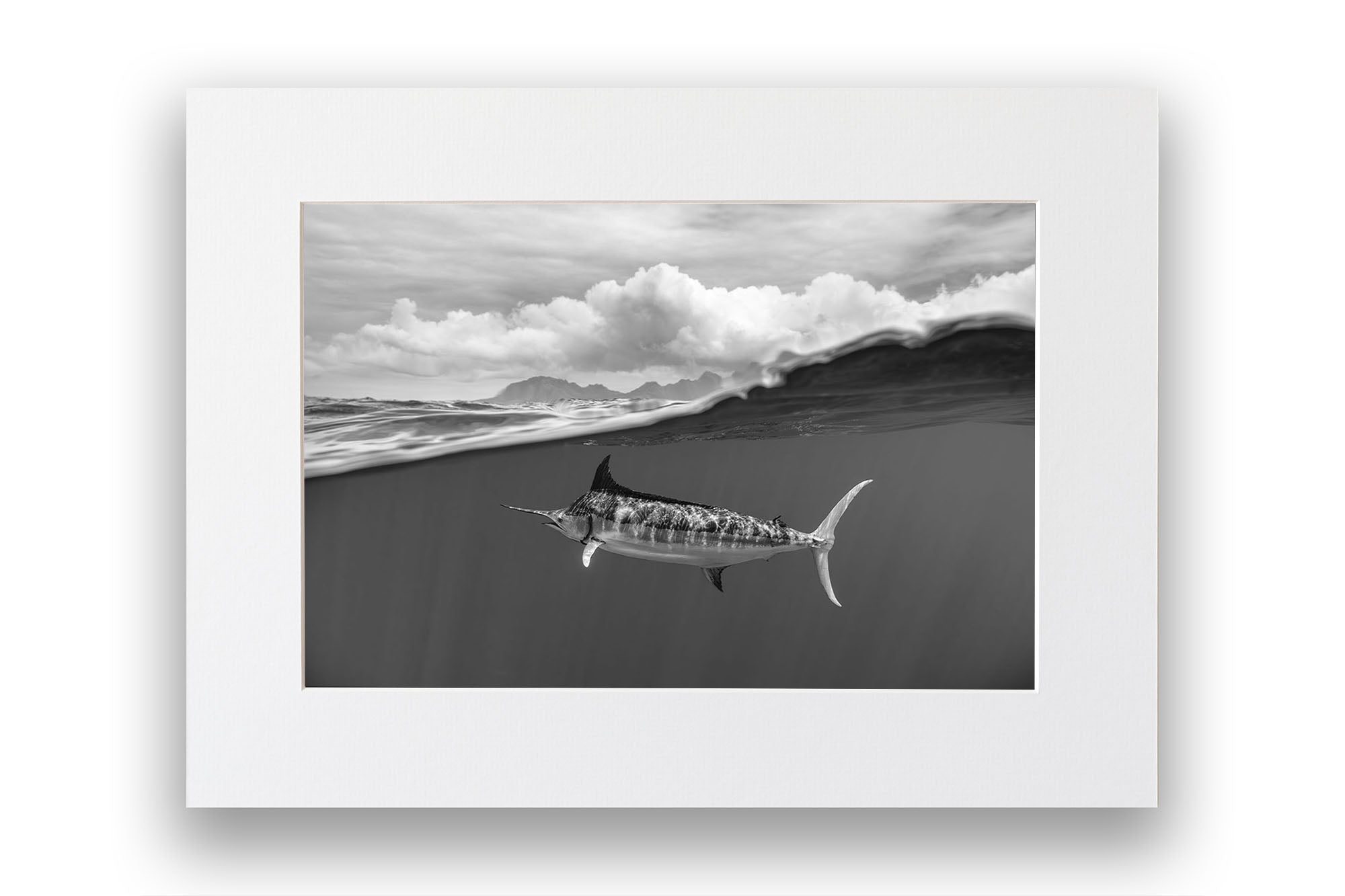 Blue Marlin Monochrome
