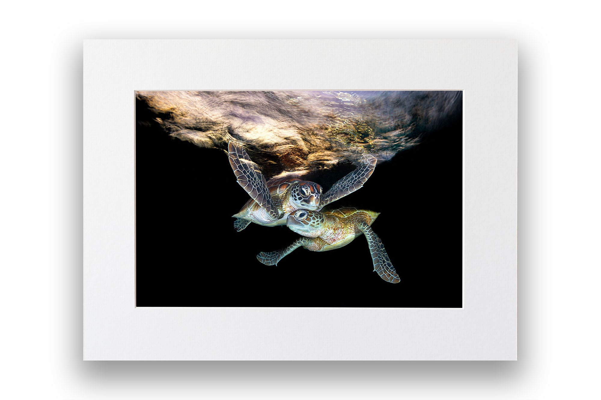 Double Trouble | Great Barrier Reef